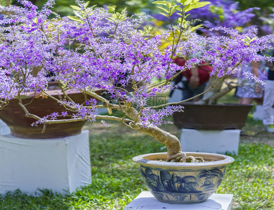 早春越南农历新年紫色盛开的杏花盆图片