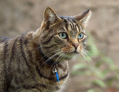 家养宠物虎斑猫图片