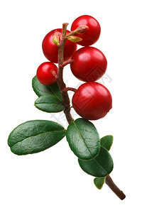 含叶子的Lingonberry图片