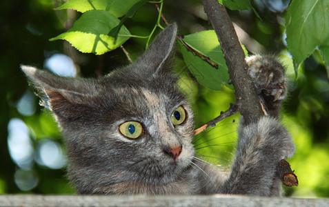 猫在玩车库屋顶上的树枝图片