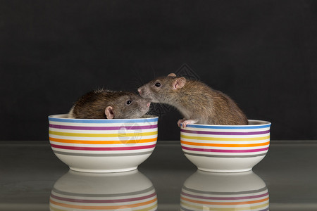 桌子上的锅里有两只家鼠图片