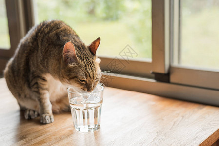 猫在家里的桌子上喝水图片