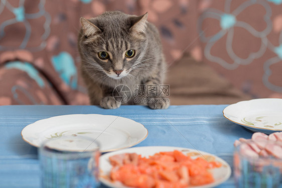 猫试图从餐桌上偷一些食物图片