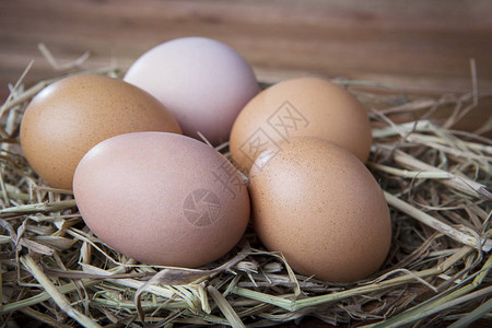 鸡孵化巢上的天然有机鸡蛋图片