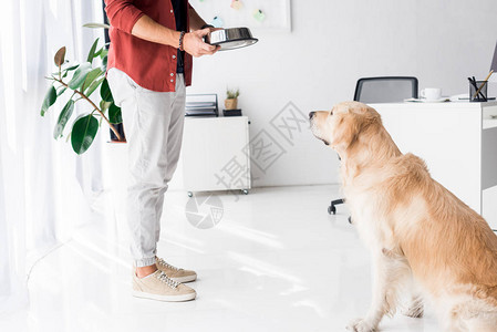 人类用金色猎犬在智能手机背景图片