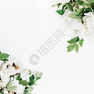 白色背景白马花的朵成份平底图片