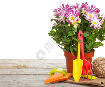 盆栽花卉和园艺工具在白色背景上被隔离图片