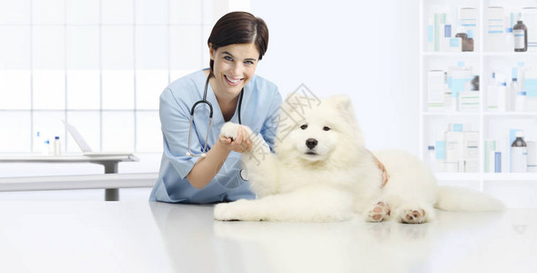 狗兽医检查微笑兽医在兽医诊所的桌子上图片