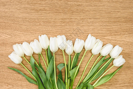 白色郁金香花图片
