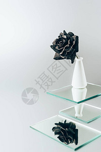花瓶中的黑玫瑰在白色上隔开图片