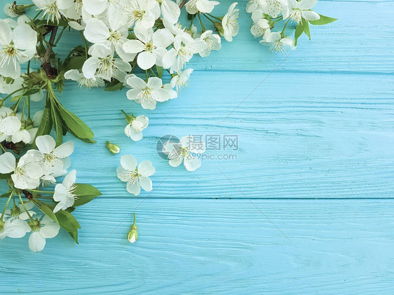 蓝色木质背景上的樱花花枝图片