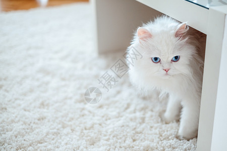 桌子底下的白猫图片
