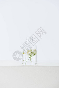 白面上含甘菊花的天然草药基图片