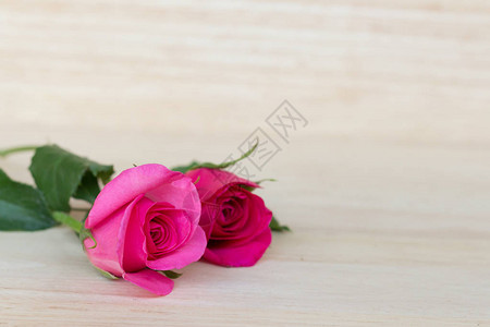 情人节的粉红玫瑰在木制背景图片