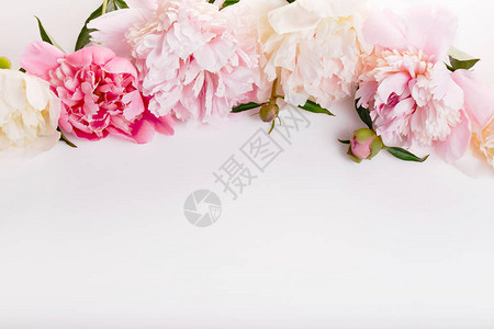 精致的白色粉红色牡丹花瓣朵和白色背景上的白色丝带图片