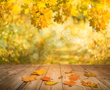 秋天背景上的枫叶背景图片