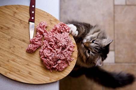 猫从厨房桌子上偷走肉图片