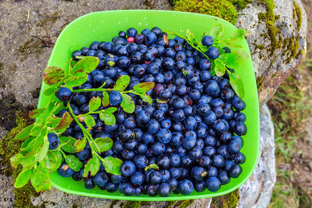 在山里收集新鲜的蓝莓水果图片