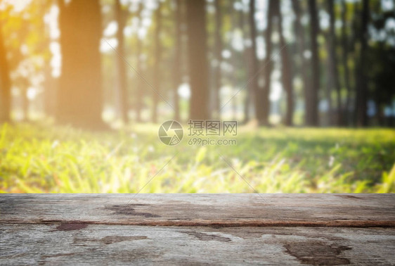 选中的空焦距木制表格和绿色森林模糊背景视图图片