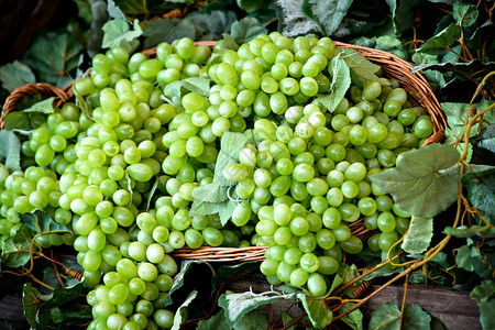 在农贸市场酒厂或小酒馆的柳条篮中展示一串新鲜的白葡萄或绿葡萄图片