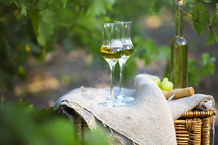 在葡萄园的绿色背景下装着一瓶酒或加拉帕和杯子还图片