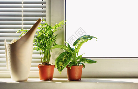 窗户背景上的盆栽室内植物图片