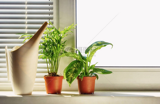 窗户背景上的盆栽室内植物图片