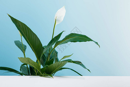 和平百合植物蓝色背景的白色表背景图片