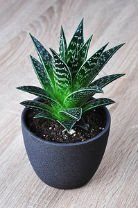 AloeVera工厂在木图片