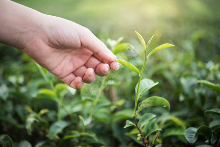 在茶叶农场采绿茶图片