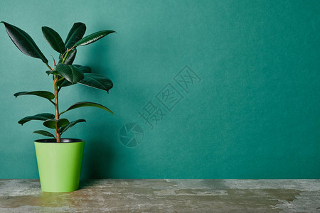 榕树植物在绿色背景的花盆背景图片