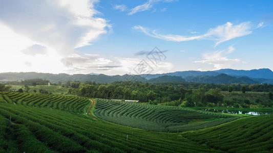 泰国清莱的绿茶农场图片