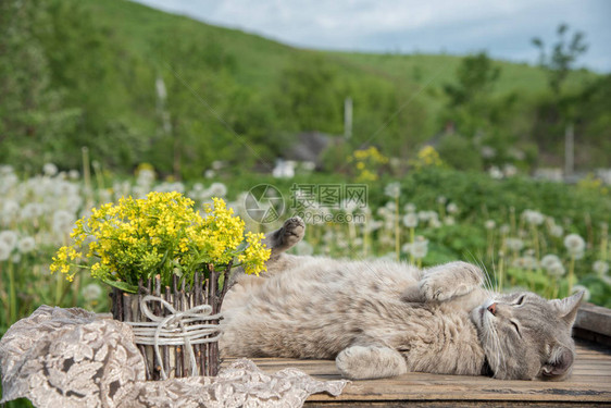 一束美丽的黄色小花朵夏天在青草地的一桌子上装着木树枝和一只猫的图片
