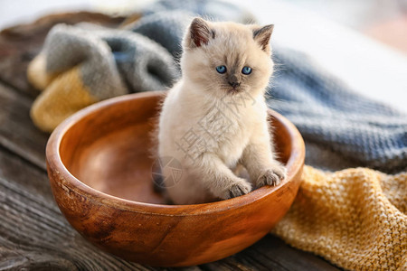 碗里可爱的小猫图片