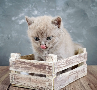 一只小白鲸苏格兰直猫在木盒子里图片