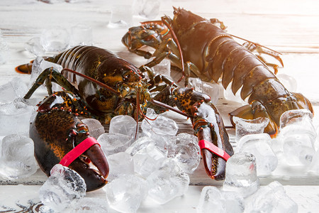龙虾寿司冰块上的生龙虾带绑爪的新鲜龙虾海鲜餐厅的美食背景