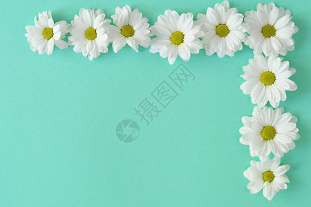 淡绿色背景上的洋甘菊花白色背景上的白菊花夏天背景图片
