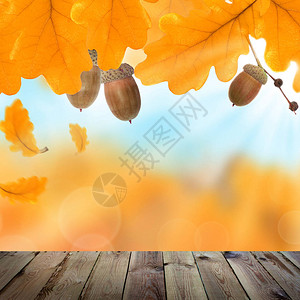 黄橡叶橡树和空木林理事会的秋幕背景户外模板为产图片