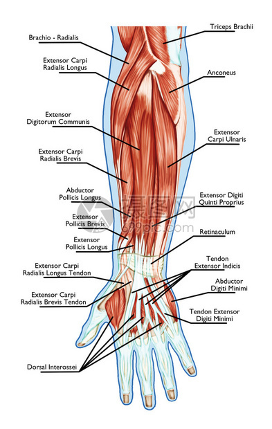 肌肉系统解剖手前臂手掌肌肉肌腱韧带图片