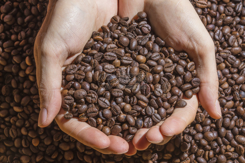 手握着满是烤焦的棕色咖啡豆一模样图片