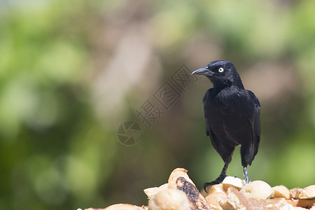 Caribgrackle基斯卡卢图片