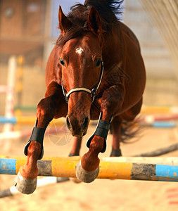 马在竞技场跳过障碍图片