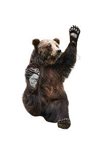 棕熊挥舞着他的爪子孤图片