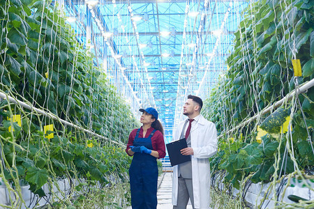 向现代蔬菜农场温室复制空间的主管展示丰富黄瓜丰收的女工人宽角肖像图片