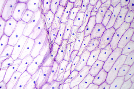 光学显微镜下的洋葱表皮单层的洋葱Alliumcepa的紫色大表皮细胞每个细胞都有壁膜细胞质细图片