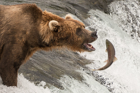 一只棕熊张着嘴盯着即将在阿拉斯加布鲁克斯瀑布捕捉的鲑鱼这条鱼离它的嘴图片