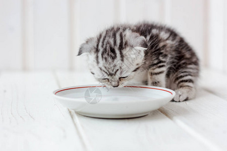 小猫从白色陶瓷板喝水背景图片