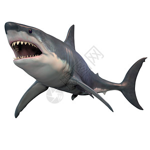 大白鲨可以长到8米或26英尺以上图片