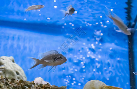 鲈鱼水族馆里的鱼图片