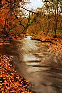 穿过林地的秋季溪流图片